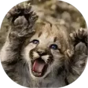 Felinos Bebés ✺1 30