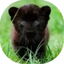 Felinos Bebés ✺1 9