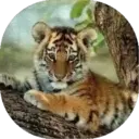 Felinos Bebés ✺1 24