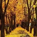 शरद ऋतु में परिदृश्य 1 11