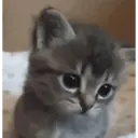 Misturar animais 11 20