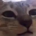 Misturar animais 11 17
