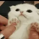Misturar animais 11 6