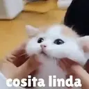 Misturar animais 11 23