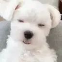 Misturar animais 11 14