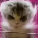 Misturar animais 11 1