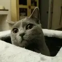 Misturar animais 11 30