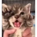 Misturar animais 11 15