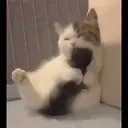Misturar animais 11 11