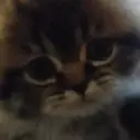 Misturar animais 11 19