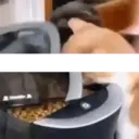 Misturar animais 11 24