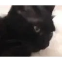 Misturar animais 11 3