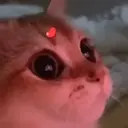 Gatos,Mishis ️ 4