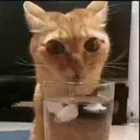 Gatos,Mishis ️ 22