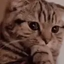 Gatos,Mishis ️ 9