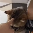 Gatos,Mishis ️ 12
