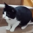 Gatos,Mishis ️ 28