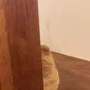 Gatos,Mishis ️ 24