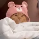 Gatos,Mishis ️ 27