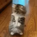Gatos,Mishis ️ 10