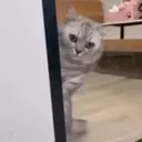 Gatos,Mishis ️ 21
