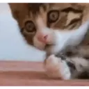 Gatos,Mishis ️ 26