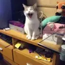 Gatos,Mishis ️ 2