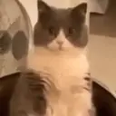 Gatos,Mishis ️ 7