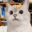 Gatos,Mishis ️ 18