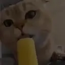 Gatos,Mishis ️ 13