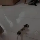 Gatos,Mishis ️ 30