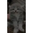 Gatos,Mishis ️ 6