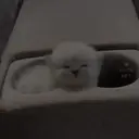 Gatos,Mishis ️ 11