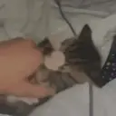 Gatos,Mishis ️ 1