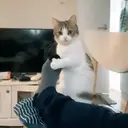 Gatos,Mishis ️ 8