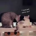 Gatos,Mishis ️ 16