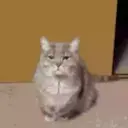 Gatos,Mishis ️ 14