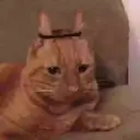 Gatos,Mishis ️ 3