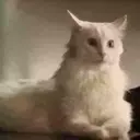 Gatos,Mishis ️ 29
