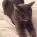 Gatos,Mishis ️ 17