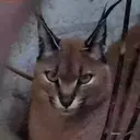 Gatos,Mishis ️ 23