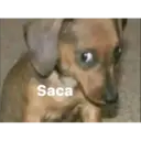 Saca