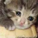 aaaaaaa 24