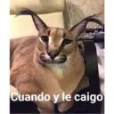 Cuando y le caigo
