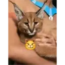 aaaaaaa 11