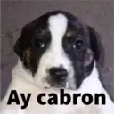 Ay cabron