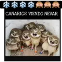 ****...
CANARIOS VIENDO NEVAR