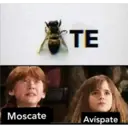 Moscate
TE
Avíspate