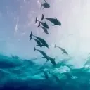 Delfines  1 Movi 24