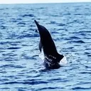 Delfines  1 Movi 16
